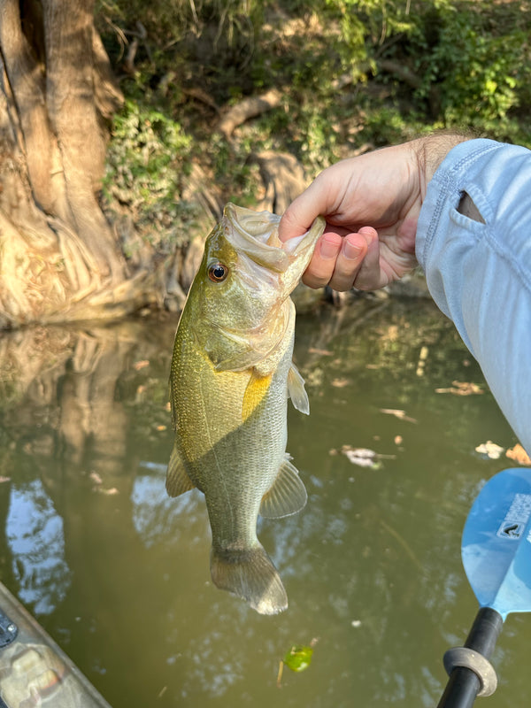 Largemouth Bass