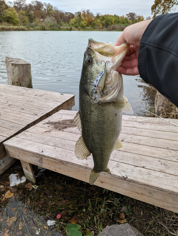 Largemouth Bass